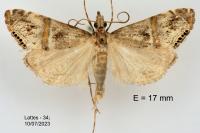 Euchromius gozmanyi
