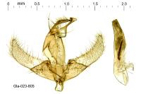 Euchromius gozmanyi