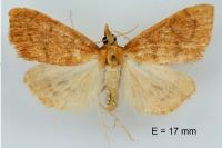 Anania testacealis