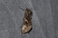 Autographa gamma