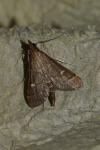 Dolicharthria punctalis
