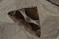 Dysgonia algira