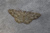 Ectropis crepuscularia
