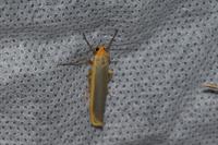 Manulea complana