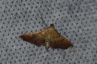 Endotricha flammealis
