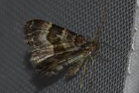 Epirrhoe alternata