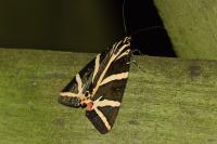 Euplagia quadripunctaria