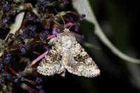 Hecatera bicolorata