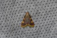 Hypsopygia costalis