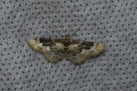 Idaea rusticata