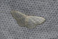 Idaea subsericeata