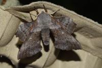 Laothoe populi