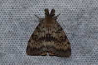 Lymantria dispar