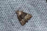 Mesoligia furuncula