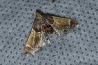Pyralis farinalis