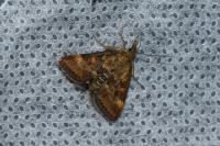 Pyrausta despicata