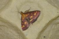 Pyrausta purpuralis