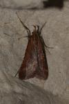 Synaphe punctalis