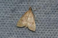 Udea fulvalis