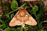 Spatalia argentina