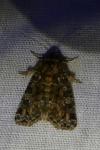 Callopistria latreillei