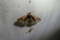 Ptilodon capucina