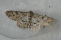 Ascotis selenaria