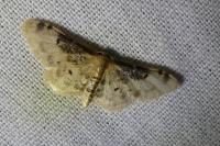 Idaea filicata