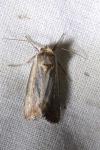 Epimecia ustula
