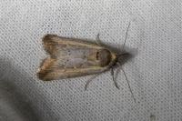 Epimecia ustula