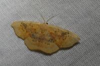 Cyclophora lennigiaria