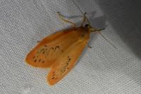 Miltochrista miniata