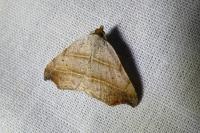 Laspeyria flexula