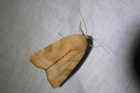 Noctua fimbriata/tirrenica