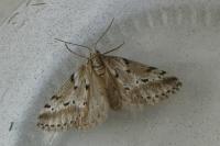 Eumannia oranaria