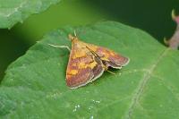 Pyrausta aurata