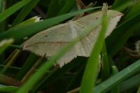 Timandra comae