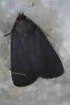 Amphipyra livida