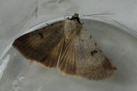 Lygephila craccae