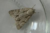 Acronicta psi/tridens