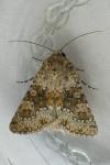 Hecatera dysodea
