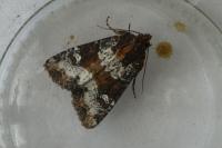 Oligia strigilis/versicolor