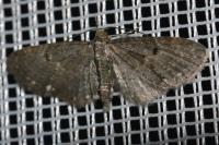 Eupithecia tripunctaria