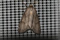 Pachycnemia hippocastanaria hippocastanaria