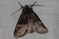 Brachylomia viminalis