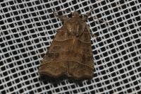 Ipimorpha retusa