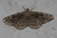 Alcis repandata
