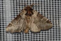 Drymonia obliterata