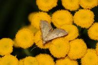 Endotricha flammealis