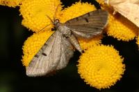 Eupithecia expallidata